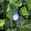 Pins|Maison Ghibli Broche Cannetille Totoro bleu - Mon voisin Totoro